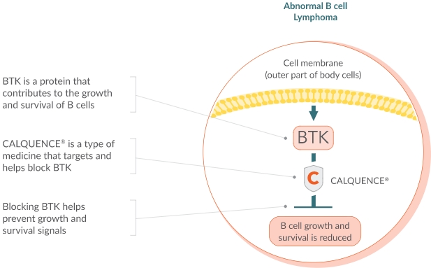 Illustration how calquence works